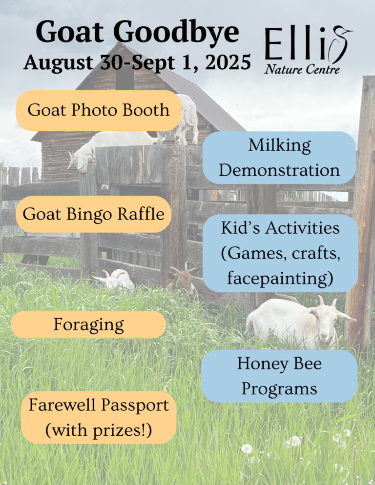 Goat Goodbye Tourism Red Deer Official Travel Website Red Deer