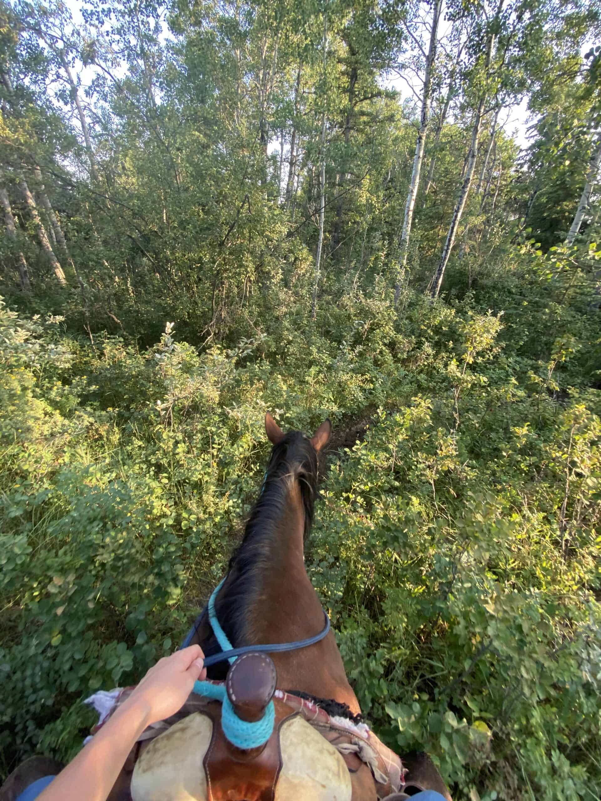 Lush green forest with a rider on a horseback riding through dense foliage, showcasing scenic outdoor adventure opportunities in Red Deer, Alberta.