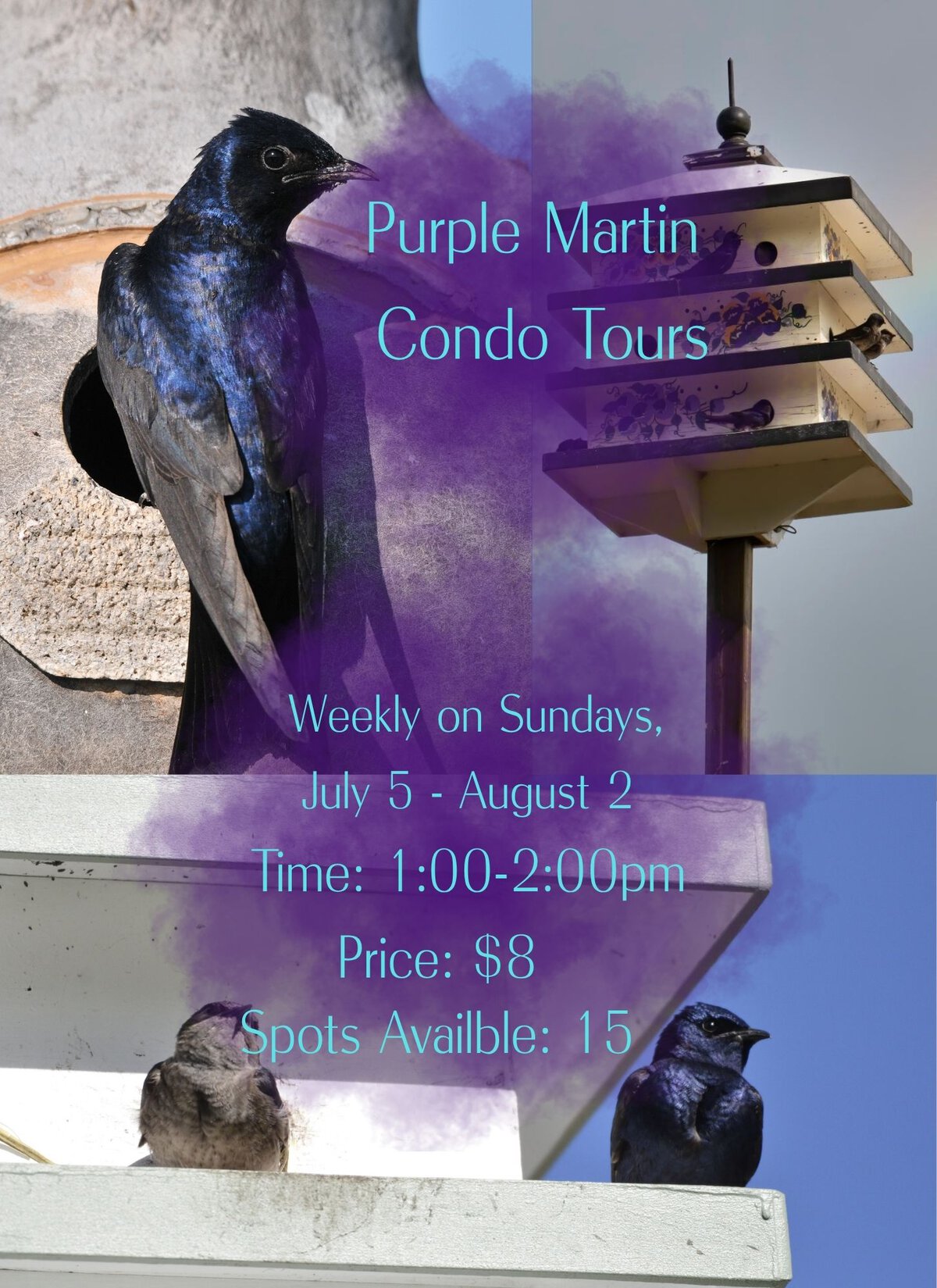 Purple Martin condo tours in Red Deer this weekend